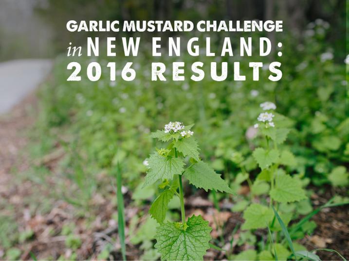 2016 Garlic Mustard Challenge New England topic slide