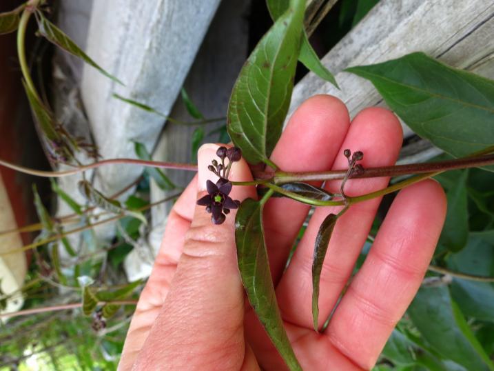 Black swallow-wort in hand