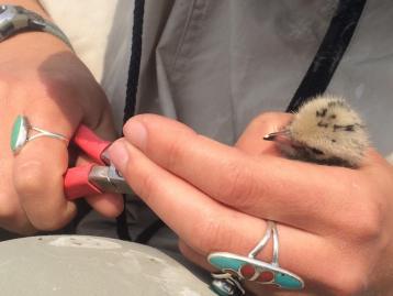 Tern in hand 3