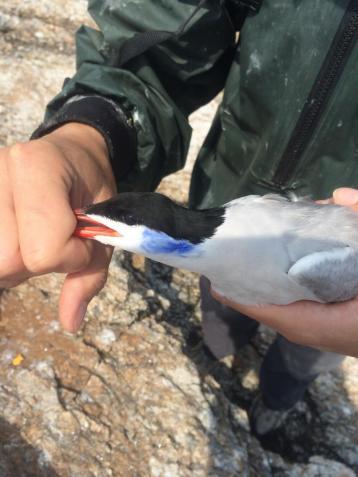 Tern in hand with Jo Lewis