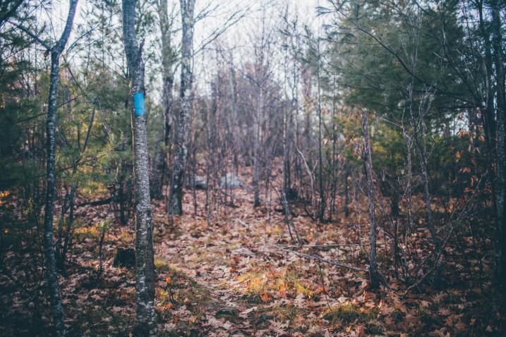 tree with trail marker