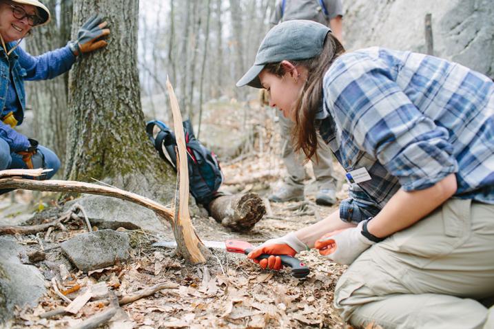 volunteer using folding pruning saw