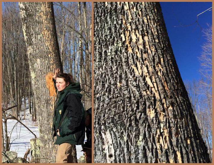 Forest Health Specialist points out s-shaped feeding galleries