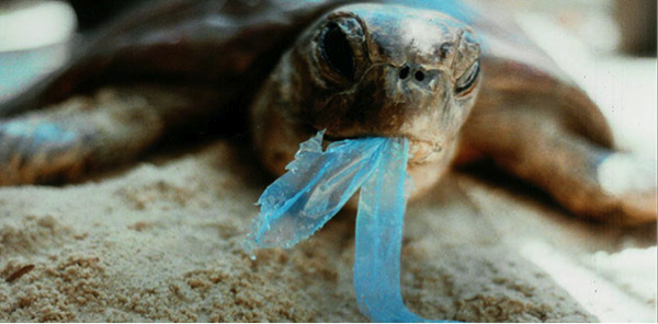 turtle eating plastic