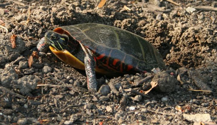 Painted Turtle