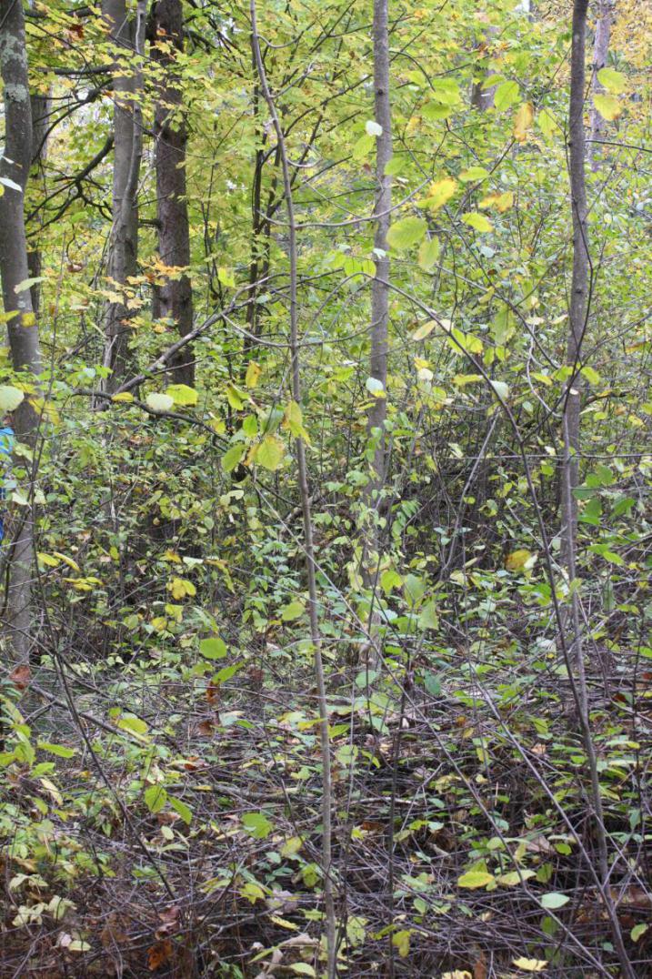 Buckthorn Tangle in College Woods