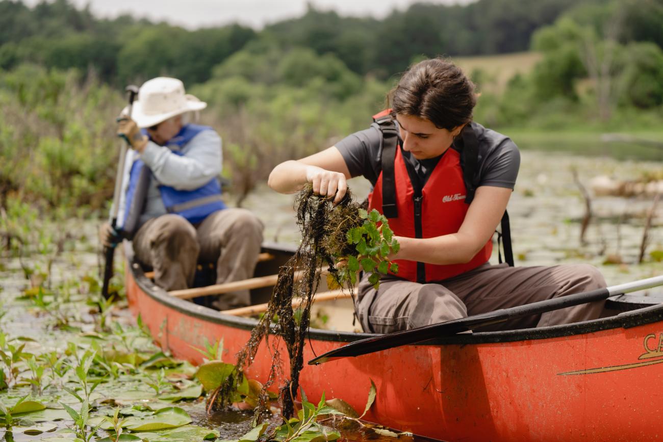 pulling water chestnut