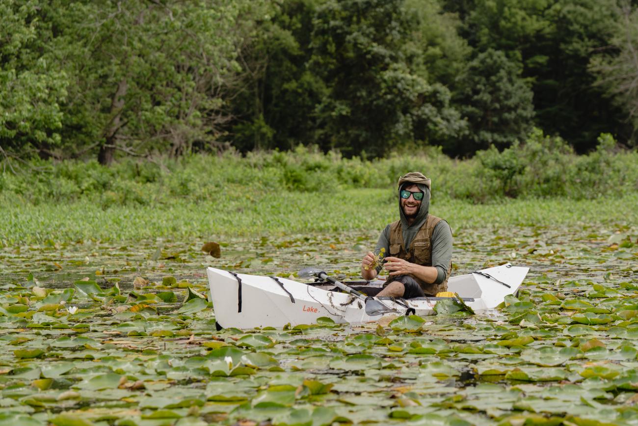 pulling water chestnut