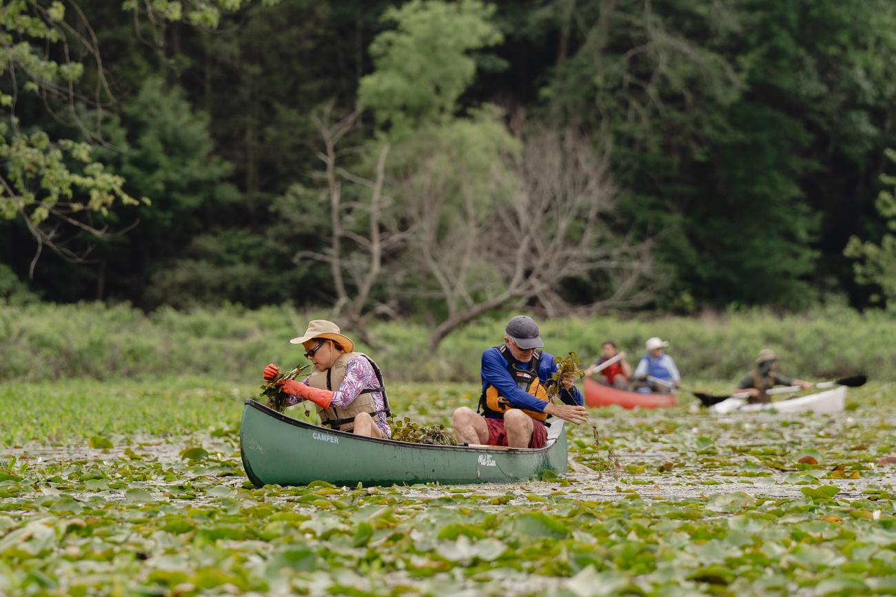 pulling water chestnut