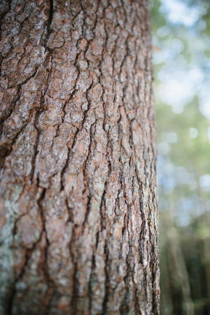 bark of a white pine tree