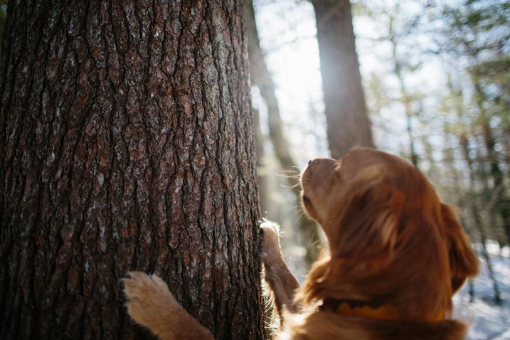 dog with paws on tree bark