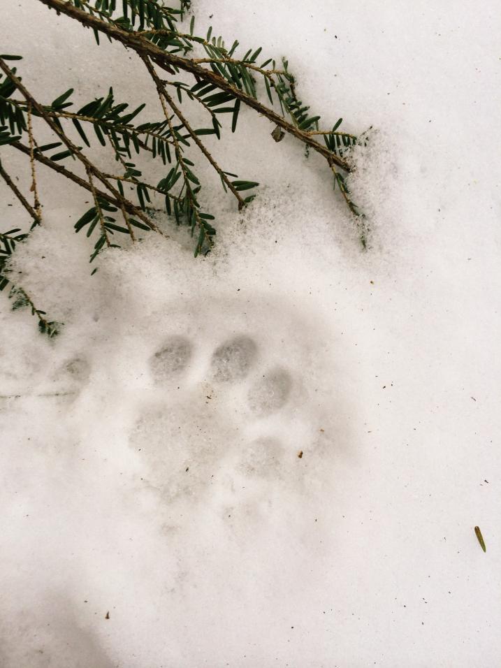 Bobcat track in snow