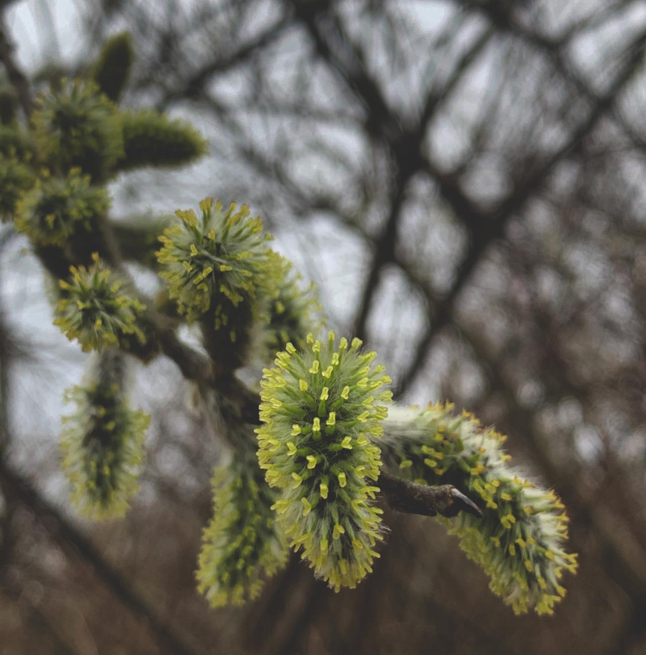 Willow Tree Flower