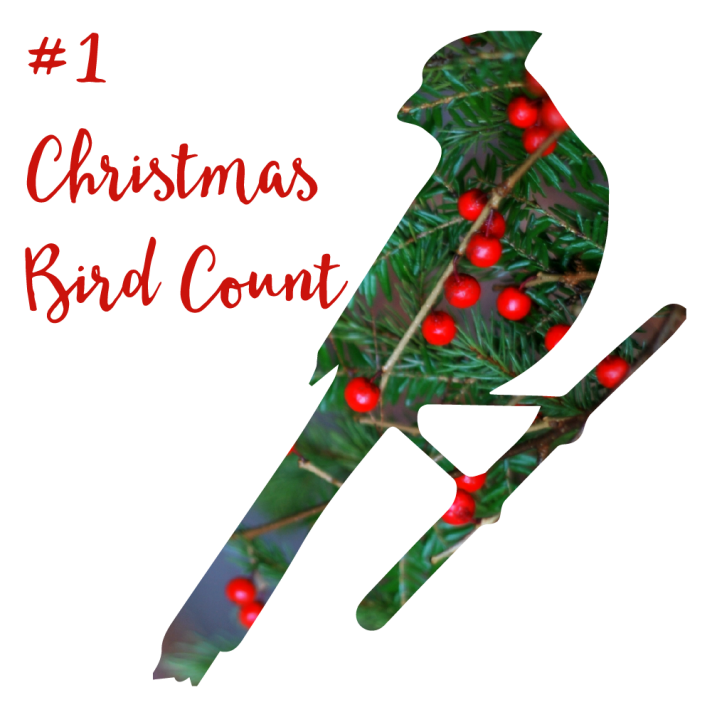 #1 Christmas Bird Count