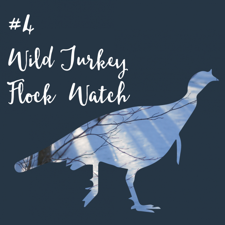 #4 Wild Turkey Flock Survey