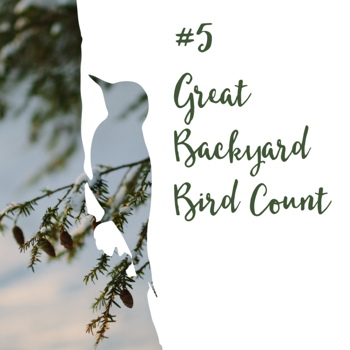 #5 Great Backyard Bird Count