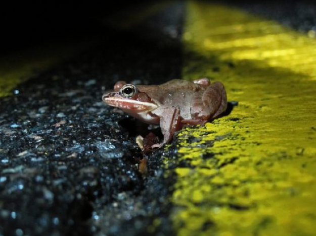 Woodfrog crossing road
