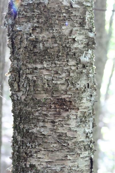 black birch tree identification