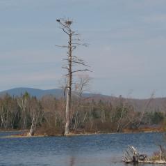 Bald Eagle nest