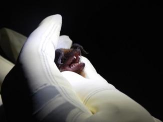 Bat in hand