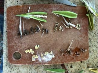 Seeds of black swallow wort