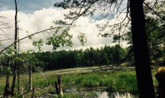 Compass Training 2015 View of Marsh