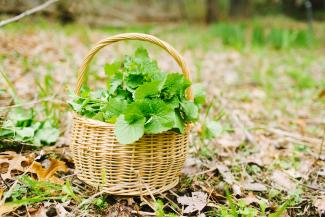 Garlic Mustard in a Basket