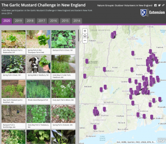 Story Map of Garlic Mustard pulled in New England