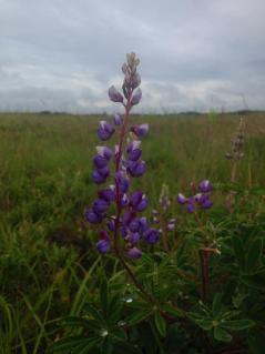 Wild lupine in bloom