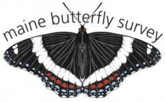 Maine Butterfly Survey Logo