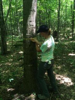 Jo Lewis measuring trees in College Woods