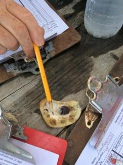 oyster spat mortality rate
