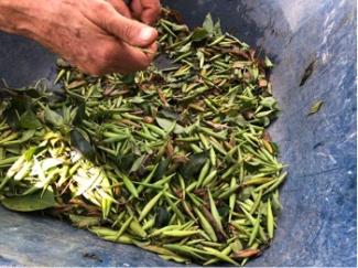 Picked seed pods of black swallow-wort