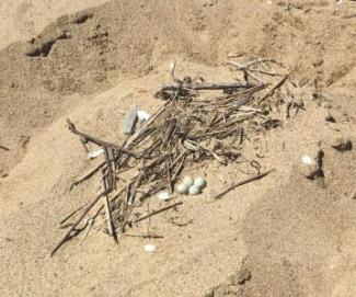 Piping plover nest