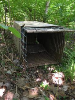 Rabbit trap