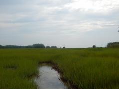 Salt marsh