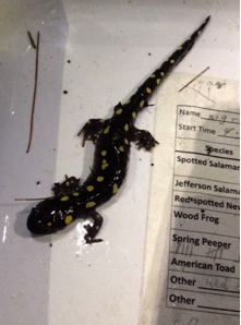 Spotted Salamander