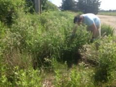 Tomas pulling pepperweed