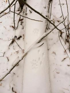 Fisher and squirrel tracks on log in winter