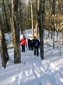 Following deer tracks in winter