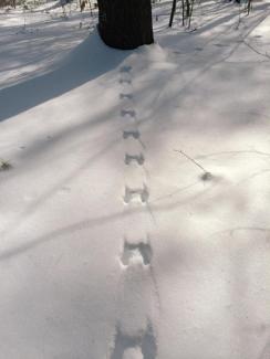 Squirrel tracks leading to and from a tree