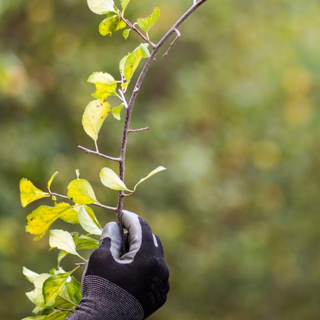 buckthorn stem in hand