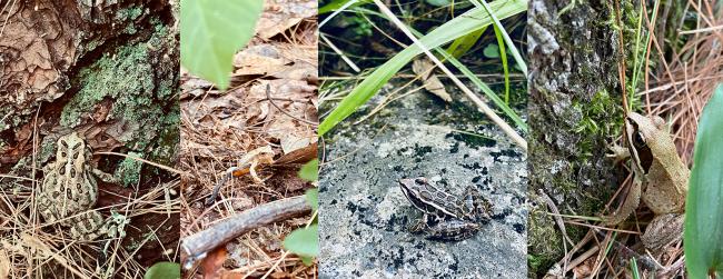 Toads and Frogs