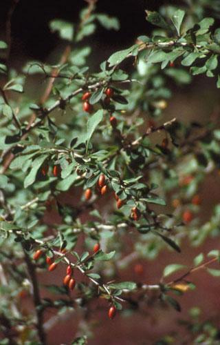 Japanese barberry close up