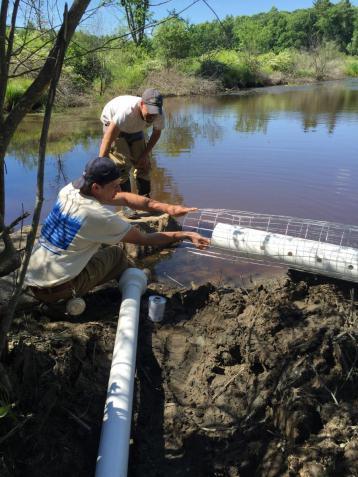 Beaver Pipe Installation