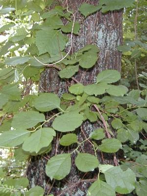 Oriental bittersweet climbing tree