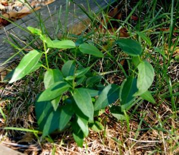 Black swallow-wort close up