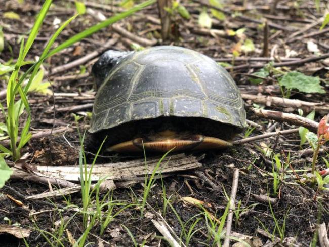 Blanding's Turtle