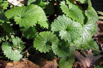 Garlic Mustard Close up