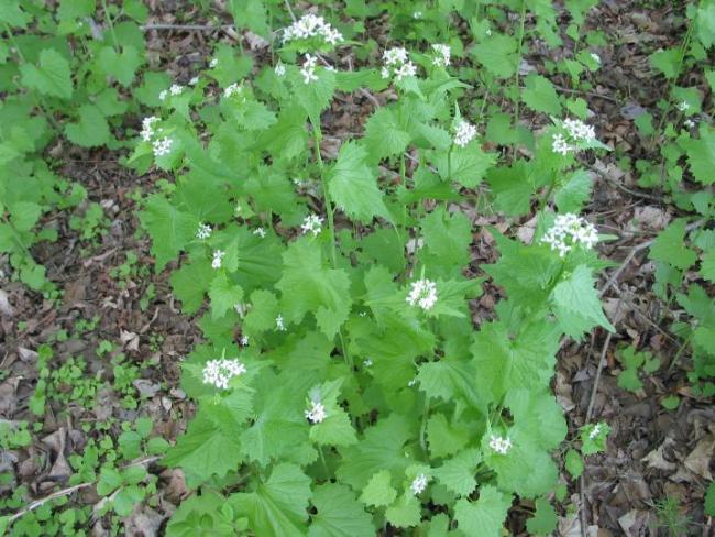garlic mustard